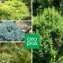 Najbolj priljubljene vrste in sorte juniperja (imena, fotografije, opisi)